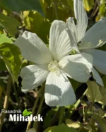 Mocvarni-hibiskus-beli-hibiscus-moscheutos-5