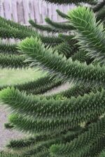 araucaria-araucana-2