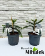araucaria-sadnice