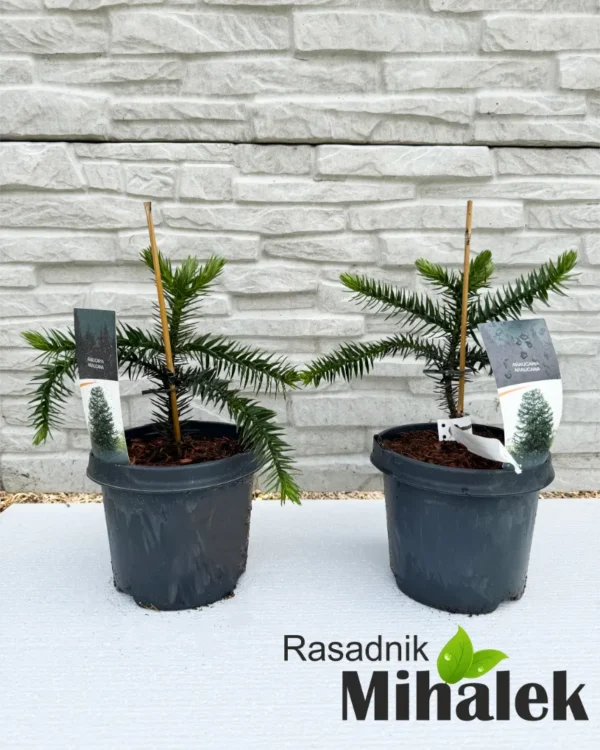 araucaria-sadnice