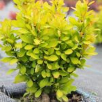 Berberis "Summer Sunset" - Slika 2
