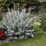 budleja-silver-annyversary