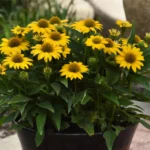 echinacea-compact-yellow-4