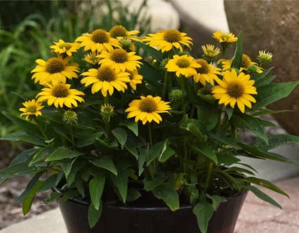 echinacea-compact-yellow-4