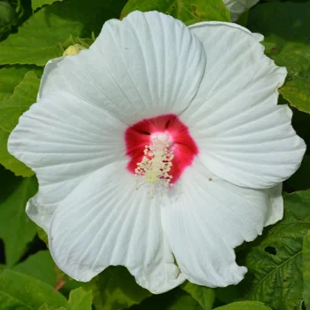 mocvarni-hibiskus-beli-cvet-1