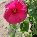 mocvarni-hibiskus-tamno-roze-hibiscus-moscheutos-1