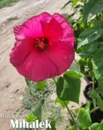 mocvarni-hibiskus-tamno-roze-hibiscus-moscheutos-1