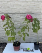 mocvarni-hibiskus-tamno-roze-sadnice