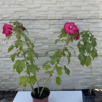 mocvarni-hibiskus-tamno-roze-sadnice