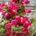 bugenvilija-rubiana1