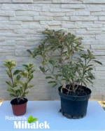 photinia-pink-crispy-sadnice-3