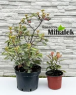 photinia-pink-crispy-varijacije