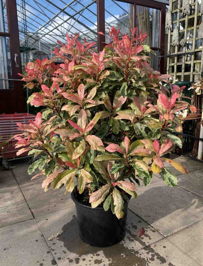 Photinia 