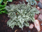 Athyrium-niponicum-Metallicum