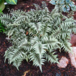Athyrium-niponicum-Metallicum