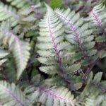 Athyrium-niponicum-Metallicum-2