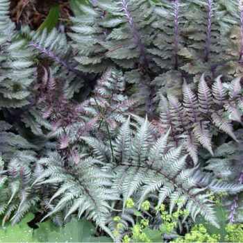 Athyrium-niponicum-Metallicum-3