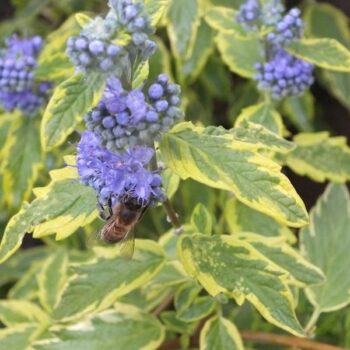 Caryopteris-summer-sorbet3