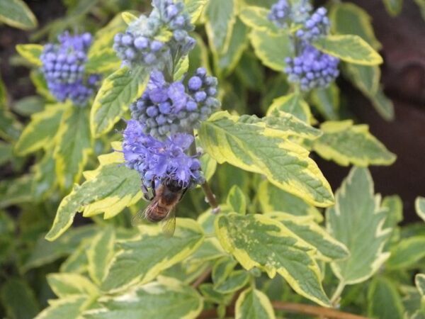 Caryopteris-summer-sorbet3