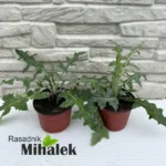 Echinops-blue-glow-sadnica