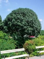 Fraxinus-ornus-Mecsek-3