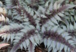 athyrium-niponicum-red-beauty-2