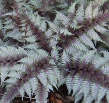 athyrium-niponicum-red-beauty-2