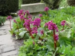 bergenia-purpurea-1