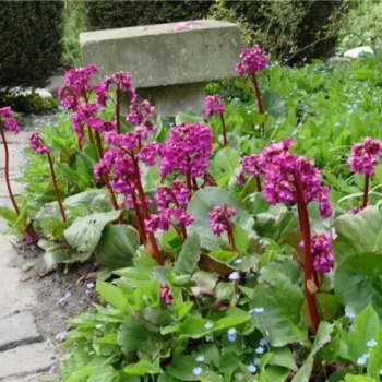 bergenia-purpurea-1