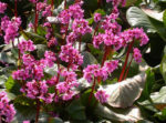 bergenia-rosi-klose-1