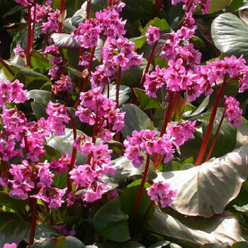 bergenia-rosi-klose-1