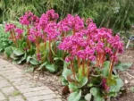 bergenia-rosi-klose2