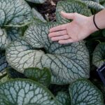 brunnera-jack-of-diamonds-3
