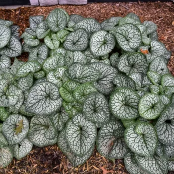 brunnera-jack-of-diamonds-4