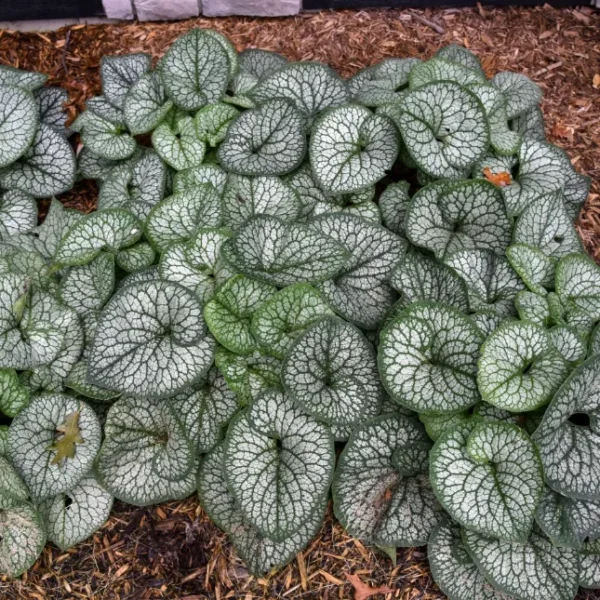 brunnera-jack-of-diamonds-4