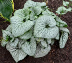brunnera-sterling-silver-3