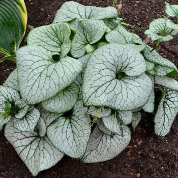 brunnera-sterling-silver-3