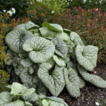 brunnera-sterling-silver-4