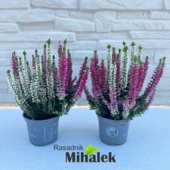 calluna-tricolor-varijanta-1