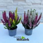 calluna-tricolor-varijanta
