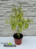 caryopteris-summer-sorbet-sadnica-1