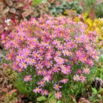 coreopsis american dream2