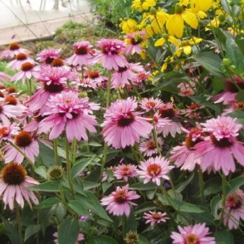 echinacea-double-decker-3