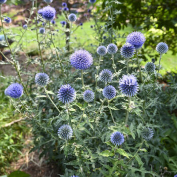 echinops-blue-glow-3