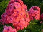 floks-paniculata-orange-perfection-4