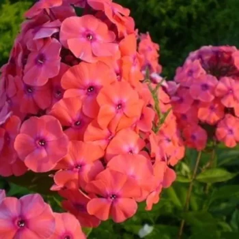 floks-paniculata-orange-perfection-4