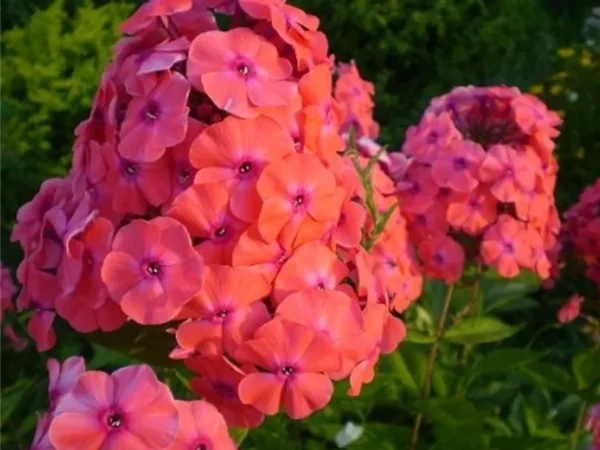 floks-paniculata-orange-perfection-4