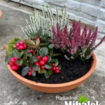 Kombinacija-biljaka-okrugla-žardinjera-001