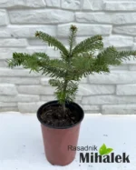 abies-nordmaniana-sadnice