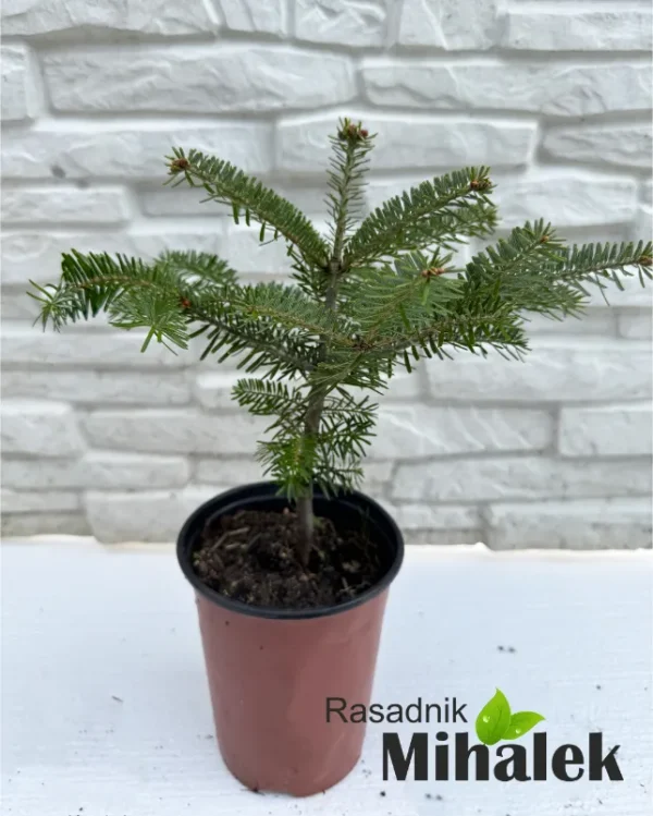abies-nordmaniana-sadnice